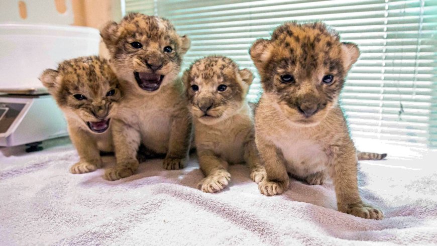 V New Yorskej Buffalo Zoo sa narodili 4 mláďatá afrických levov