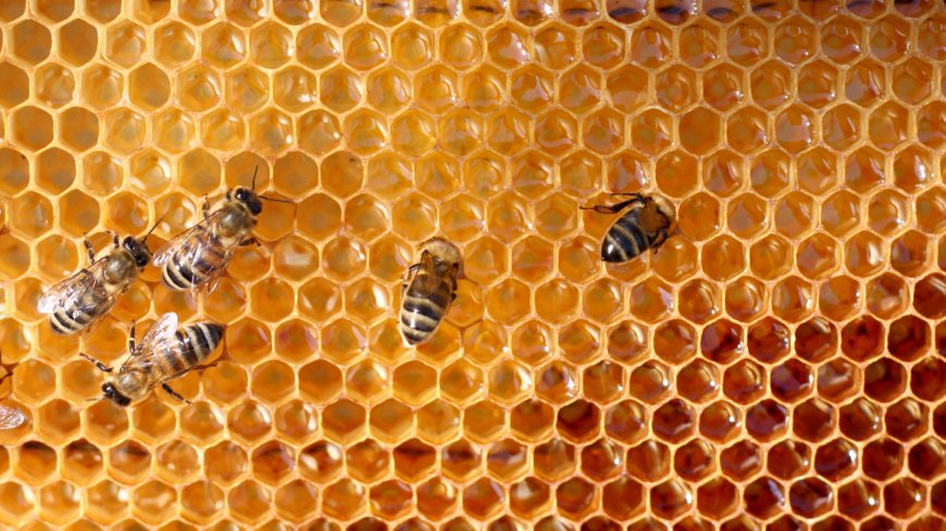 Viete, čo robia včely v zime? Zaujímavosti o včelách.