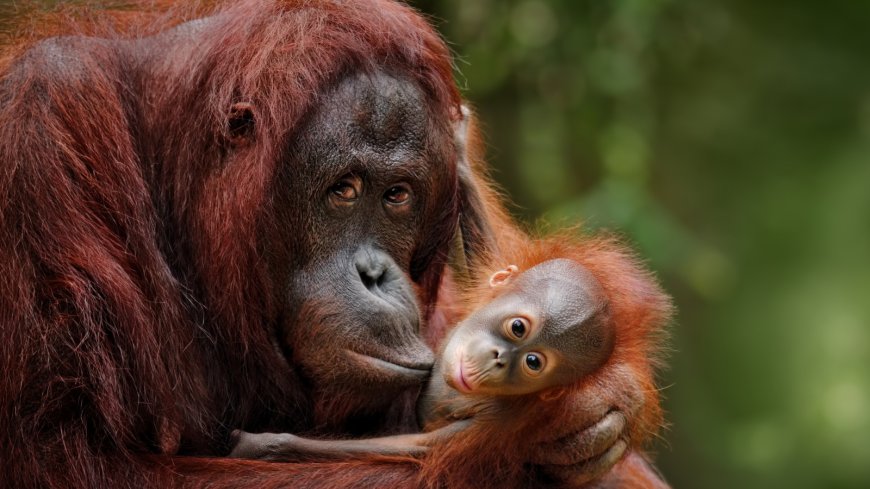 Orangutan narodený v Zoologickej záhrade Blackpool môže byť záchranou ohrozeného druhu. 