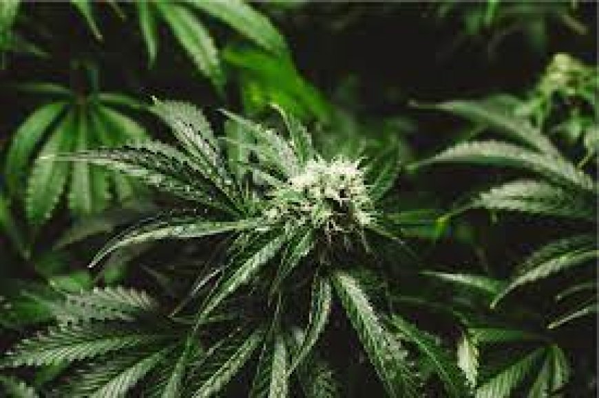 Marihuana: Komplexný Pohľad na Negatívne Učinky, Závislosť a Vplyv na Zdravie