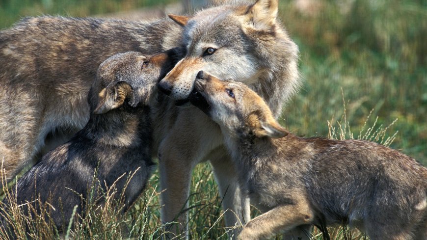 Výskumníci identifikovali novú svorku ohrozených šedých vlkov v Kalifornii.